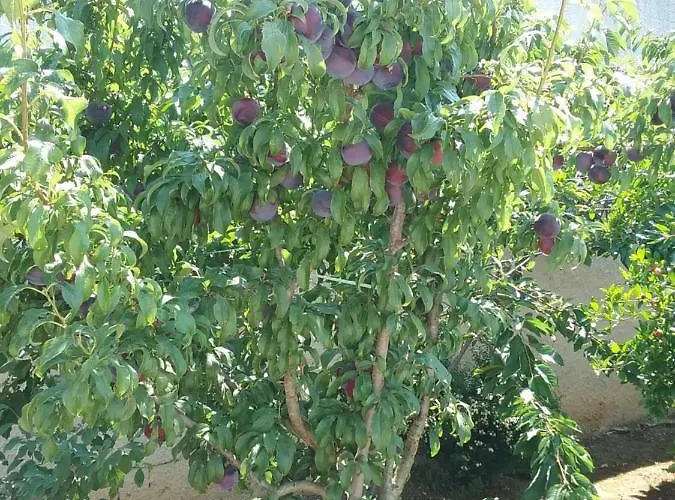 Bed and Breakfast Li Curti 3*