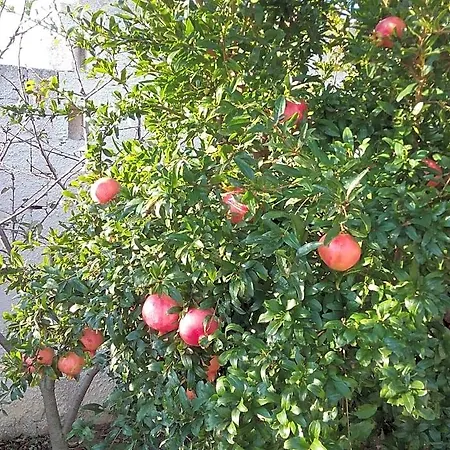 Li Curti Alojamento de Acomodação e Pequeno-almoço Melissano