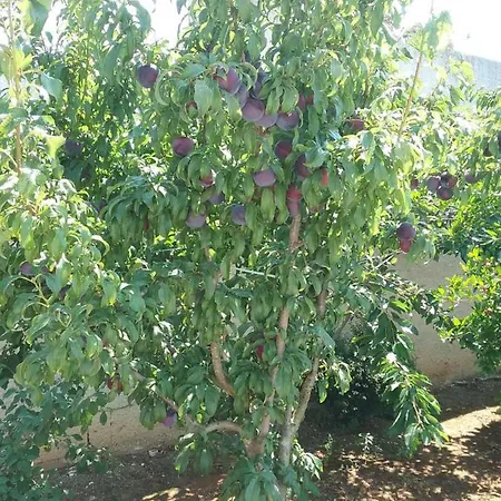 Bed and Breakfast Li Curti 3*