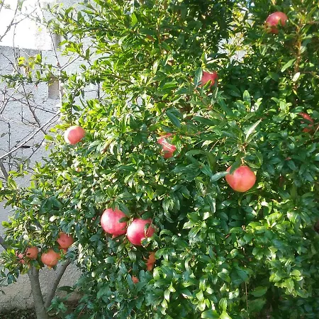 Li Curti Alojamento de Acomodação e Pequeno-almoço Melissano